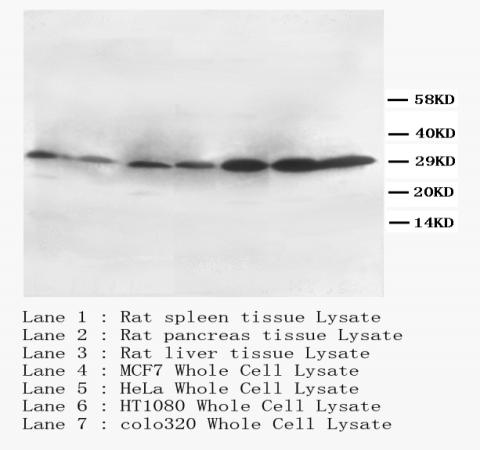 CD40L/CD40LG Antibody