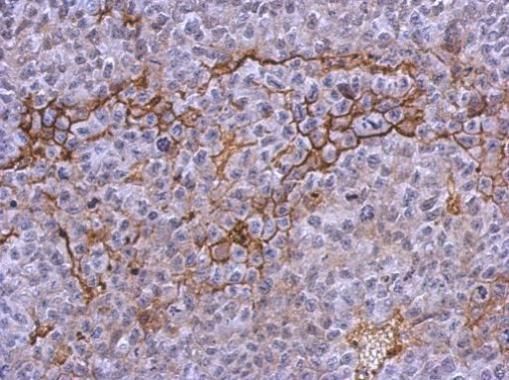 integrin subunit alpha 2b Antibody