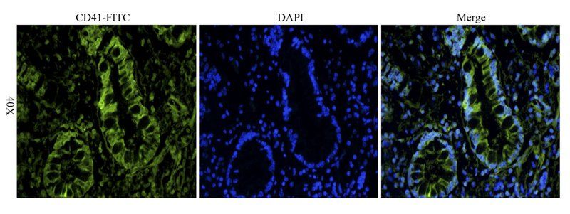 CD41 antibody (FITC)