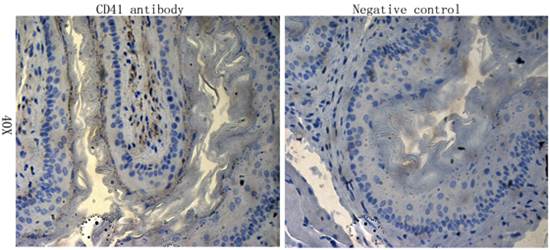 CD41 Antibody