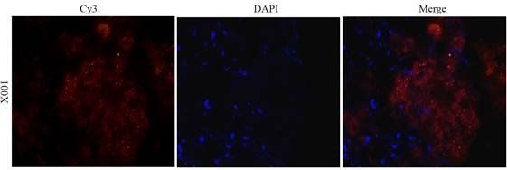 CD41 Antibody