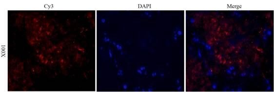 CD41 Antibody