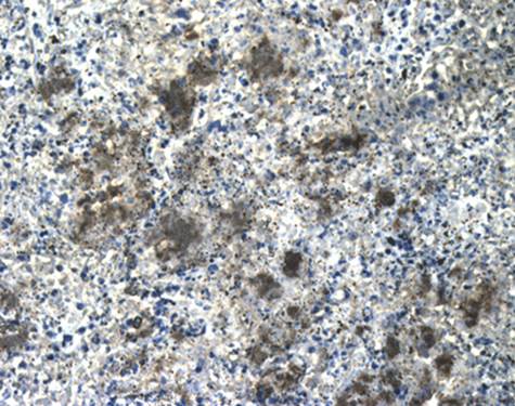 CD41 Antibody