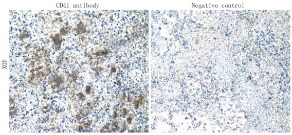 CD41 Antibody