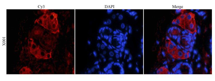 CD41 Antibody