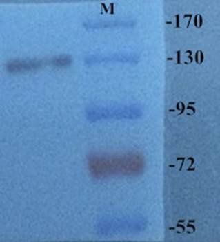 CD41 Antibody