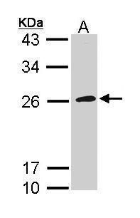 Annexin A1 antibody