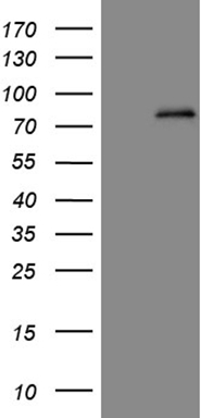 CD43 Antibody