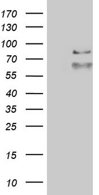 SPN Antibody