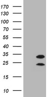 CD44 Antibody