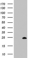 CD44 Antibody