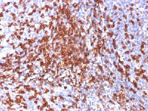 CD44 Antibody