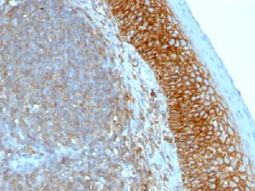 CD44 Antibody