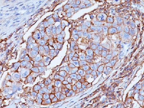 CD44 Antibody