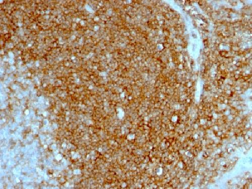 CD44 Antibody