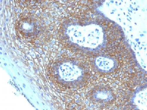 CD44 Antibody