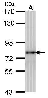 LHR antibody [C3], C-term