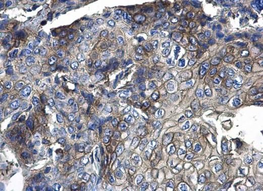 CD44 antibody