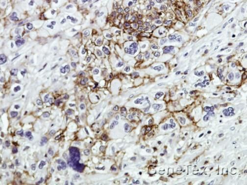 CD44 antibody