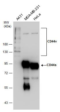 CD44 antibody