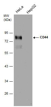 CD44 molecule (Indian blood group) Antibody