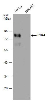 CD44 antibody