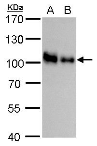 CD44 molecule (Indian blood group) Antibody