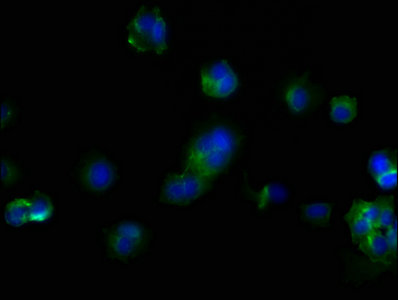 CD44 Monoclonal Antibody