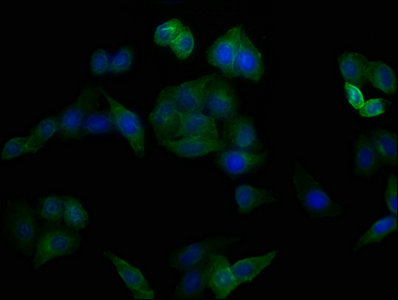 CD44 Monoclonal Antibody
