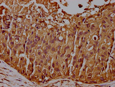 CD44 Monoclonal Antibody