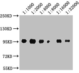 CD44 antibody