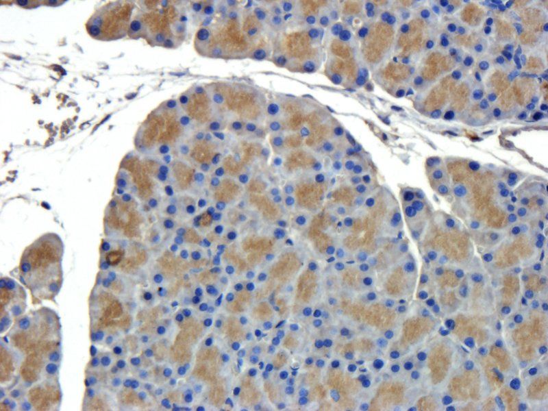 CD44 antibody