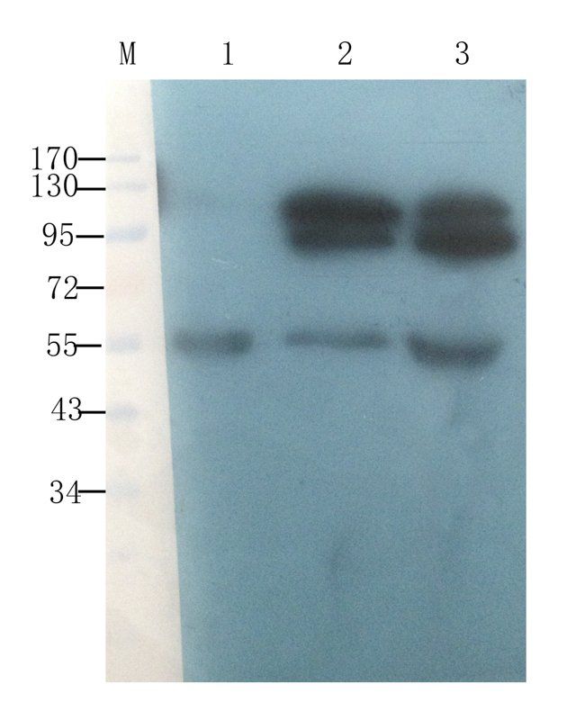 CD44 antibody