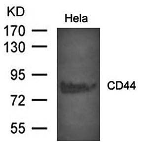 CD44 Rabbit Polyclonal Antibody