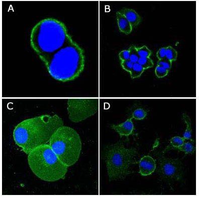 CD44 Antibody