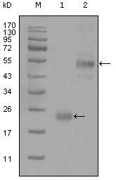 CD44 Antibody