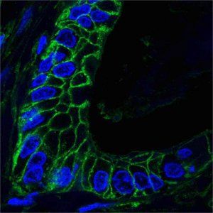 CD44 Antibody