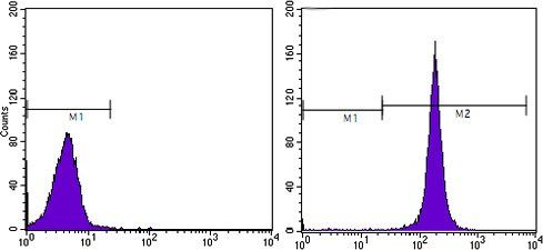 CD44 Antibody