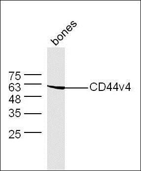 CD44v4 antibody