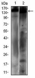 PTPRC Antibody