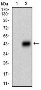 PTPRC Antibody