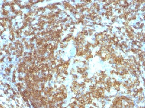 CD45RA (Leucocyte Marker) Antibody
