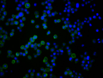 CD45 antibody