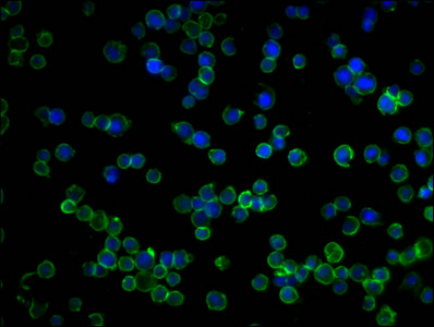 CD45 Monoclonal Antibody