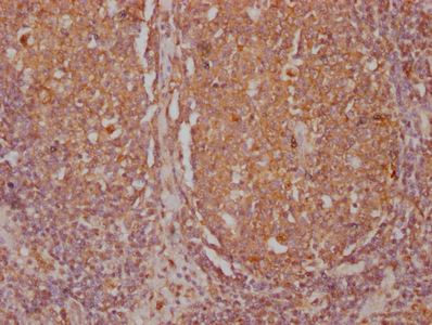 CD45 Monoclonal Antibody
