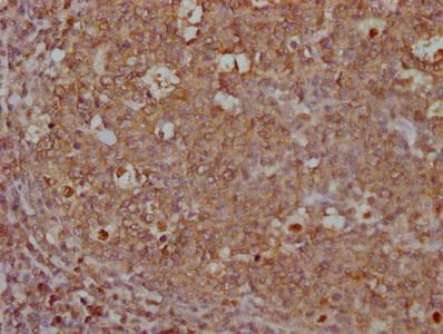 CD45 Monoclonal Antibody