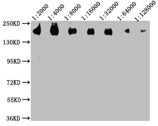 CD45 Monoclonal Antibody