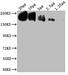 CD45 antibody