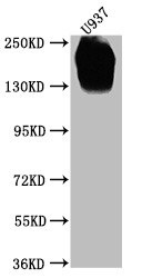 CD45 antibody