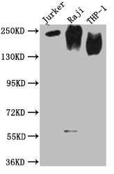 CD45 antibody